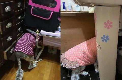 大狗最新爆料新闻视频,最新爆料新闻视频深度解析